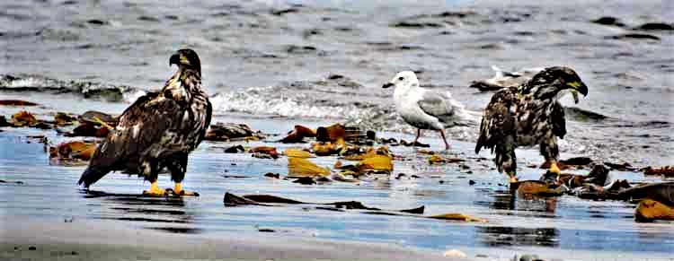 eagles on beach